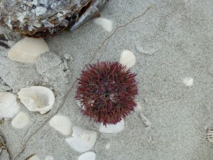 urchins wash up sanibel urchins wash up sanibel