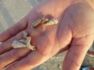 wentletrap mini shells wentletrap mini shells
