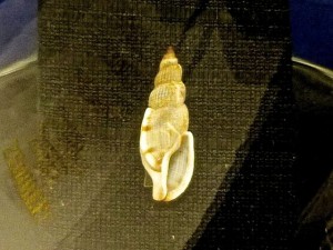 arrow dwarf triton mary burton