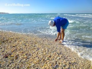 blue sheller iLS blue sheller iLS