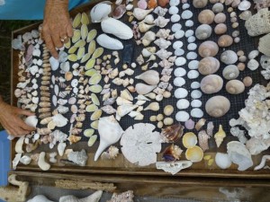 cayo costa seashells volunteer jan