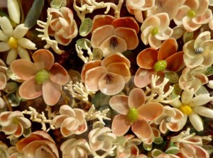 cheryl whitten shell craft