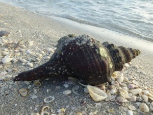 clark conch bps clark conch bps