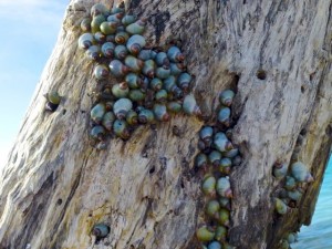 cloudy periwinkles cayo florida