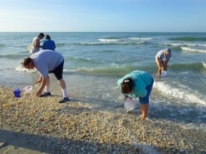 collecting seashells sanibel island collecting seashells sanibel island