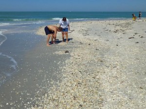 collecting seashells seashore sanibel collecting seashells seashore sanibel