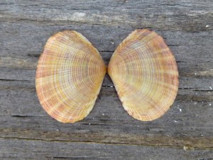 colorful cancellate semele