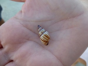 drymaeus multilineatus lined tree snail