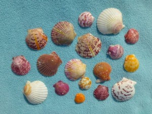 eileen scallops eileen scallops
