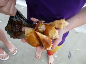 fighting conchs sanibel
