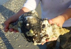 florida horse conch sanibel florida horse conch sanibel
