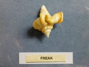 freak fighting conch