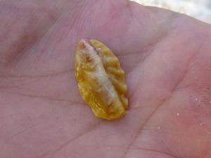 frond oyster rob frond oyster rob