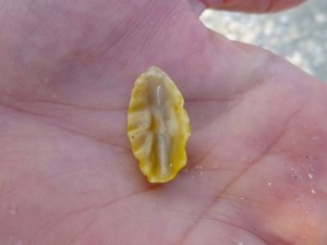 frond oyster sanibel rob frond oyster sanibel rob