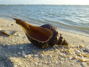 horse conch clark bp horse conch clark bp