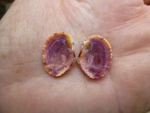 interior purple cancellate semele