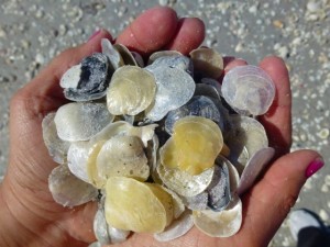 jingle shells hand jingle shells hand