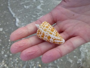 katy alphabet cone shell