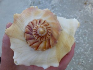 lightning whelk spiral spire