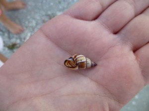 lined tree snail