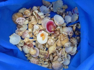 lisa blue seashell bag lisa blue seashell bag