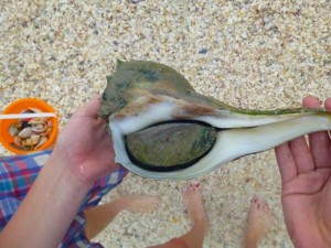 live lightning whelk emily live lightning whelk emily