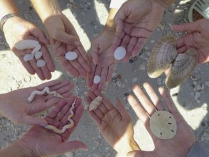 march best shells cayo costa