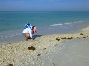 march cayo costa collecting