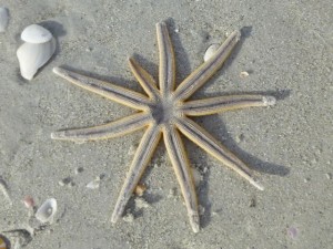 millipede starfish sanibel gscp