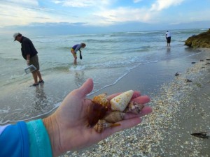 morning seashells
