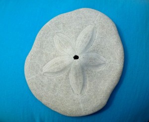 clypeaster subdepressus pancake sand dollar