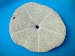 pancake sand dollar bottom