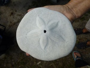pancake sand dollar size