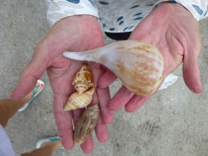pear whelk and seashells