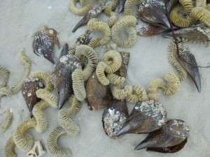 pen shells whelk egg chain