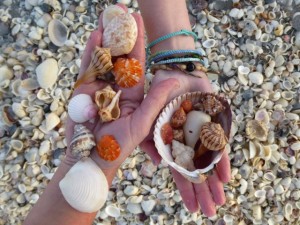 sanibel island florida seashells sanibel island florida seashells