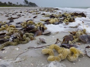 sanibel mollusk egg cases gulfside