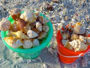 sanibel shell buckets beach