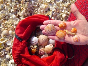 scallop shells red bag scallop shells red bag