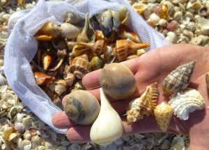 scott seashells captiva scott seashells captiva