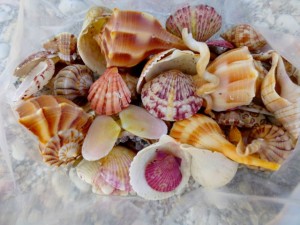 sea shells inside bag sea shells inside bag