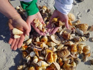 seashells found sanibel island florida seashells found sanibel island florida