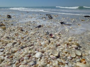seashells on seashore sanibel seashells on seashore sanibel