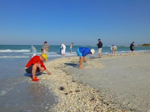seashells sanibel island florida seashells sanibel island florida