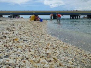 seashells under bridge sanibel seashells under bridge sanibel