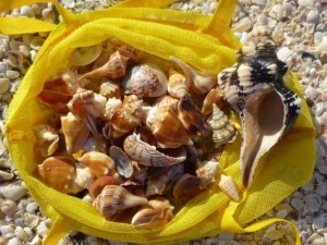 seashells yellow bag sanibel florida seashells yellow bag sanibel florida