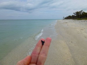 sharks tooth north cayo costa