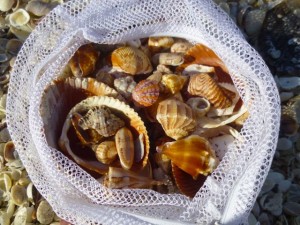 shell bag collection shell bag collection