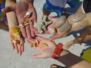 shell faves scharf