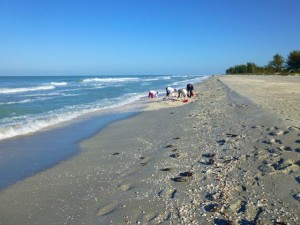 shell pile captiva florida beach shell pile captiva florida beach